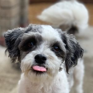 Meet your Posher, Lucy